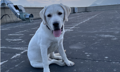 凯发-给“毛孩子”吃好点，为什么难成好生意？